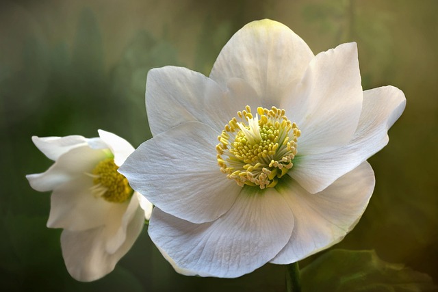 Hellebore