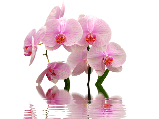Phalaenopsis